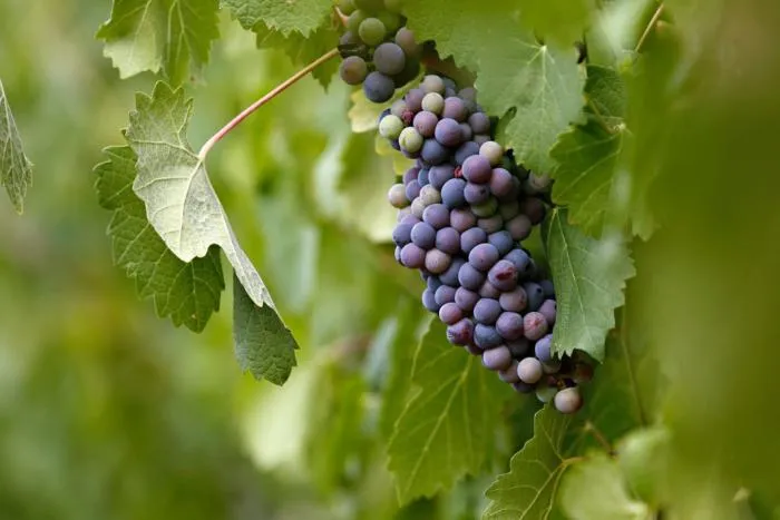 An imperiled harvest: Visiting the Catholic vineyards of France