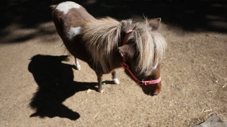 Newton officials order mini horse Clover removed, saying she violates 'large animal' rules. Her owner plans to sue.