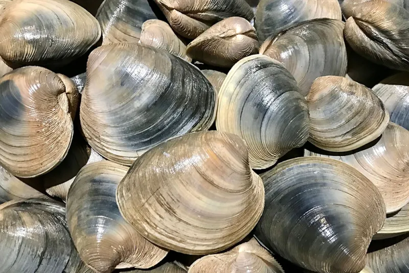 Turning the tide on Massachusetts shellfishing data