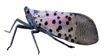 Spotted Lanternfly PSA