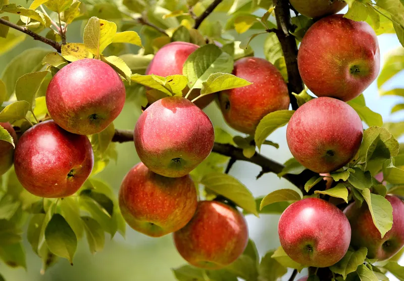 2 seriously injured when vehicle strikes them at popular N.H. apple orchard