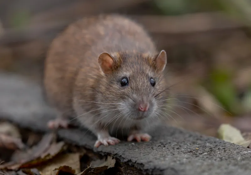 South Boston's Rat Problem Is Getting Worse