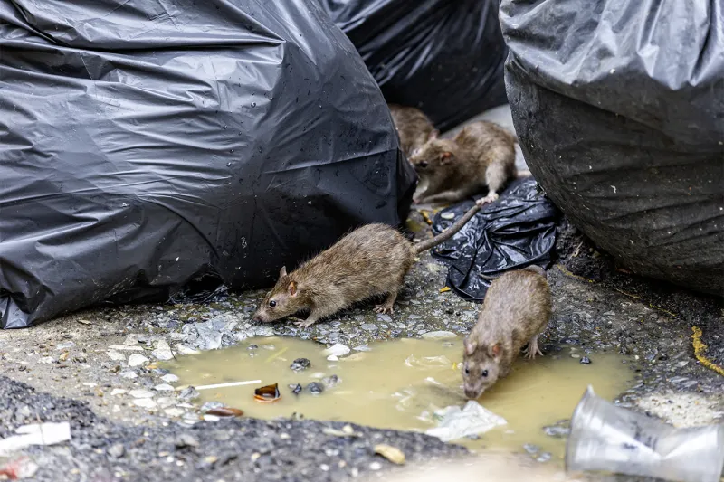 Boston's rats are talking. Scientists are listening with AI
