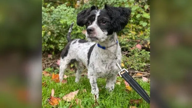 New Bedford woman charged with animal cruelty after alleged attack on dog caught on video
