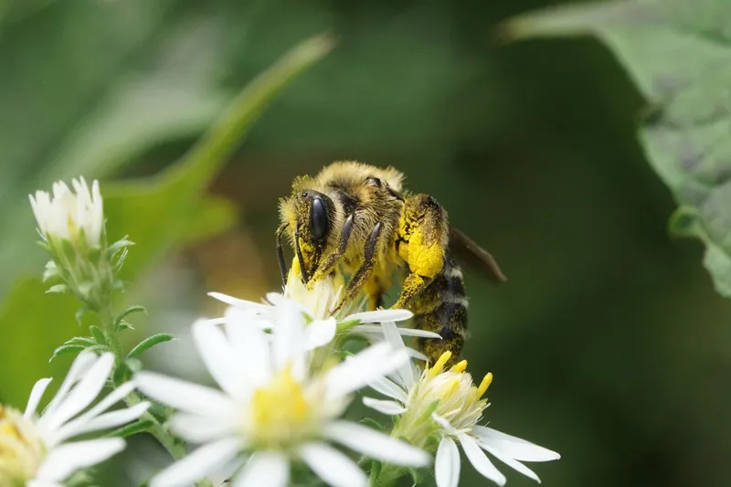 Wild Side: Asters and aster mining bees