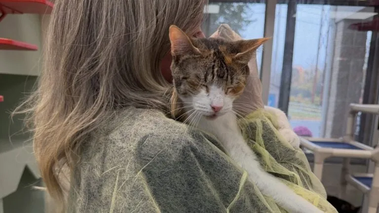 84 cats surrendered from Reading home where woman was found dead, MSPCA says