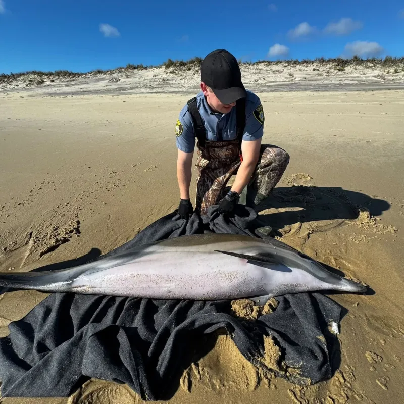 Chilmark Police help stranded dolphin