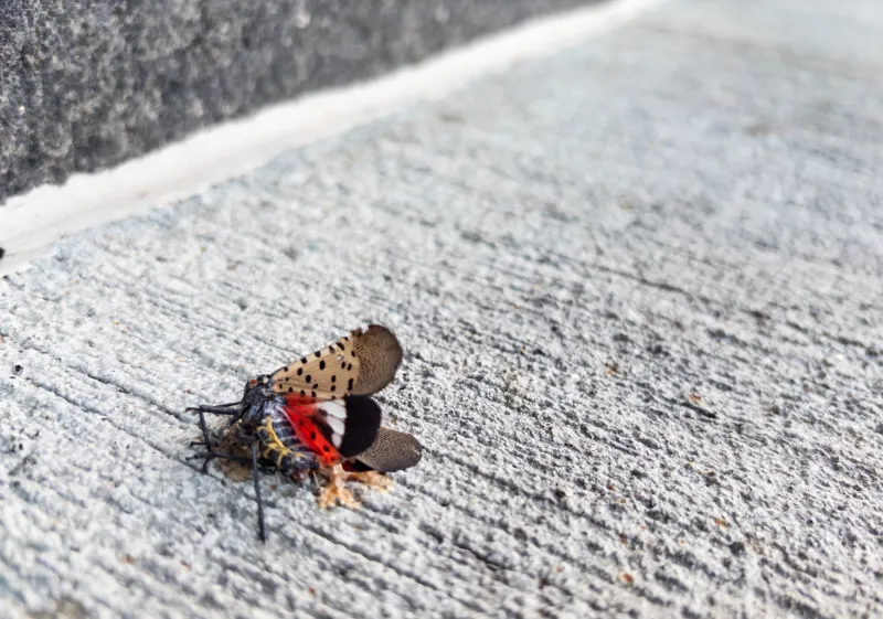 'Kill them': Spotted lanternflies come to campus, biology students, faculty warn of ecological impact