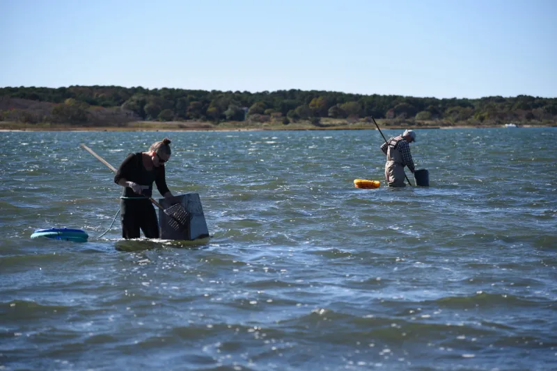 Scallop season set for each Island town