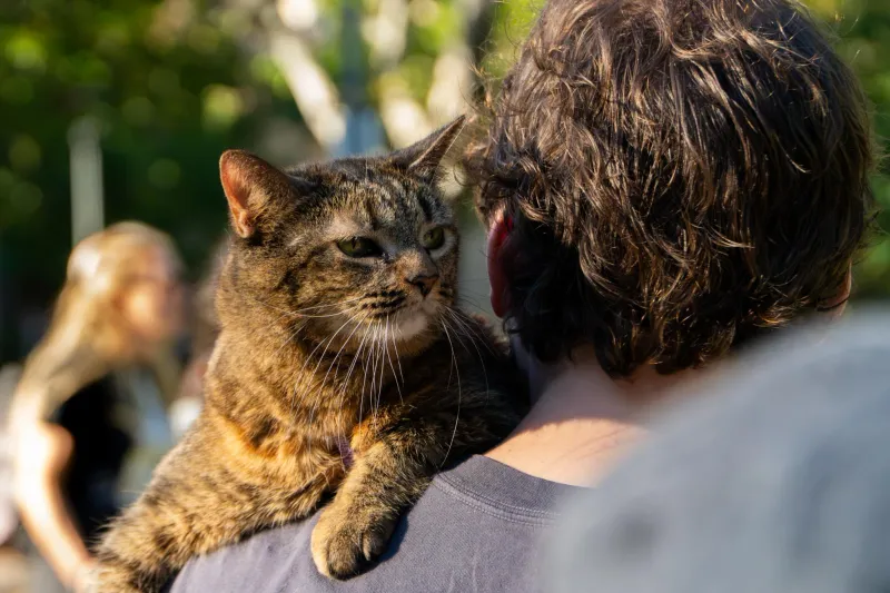 Cambridge Cat Tour connects local community by getting their 'cat freak on'
