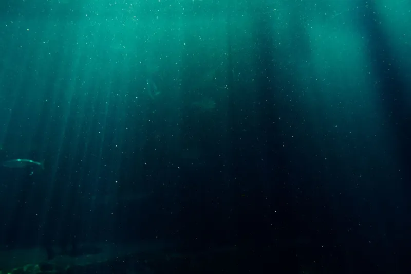 The ocean's most abundant "loner" microbe has a sticky second life