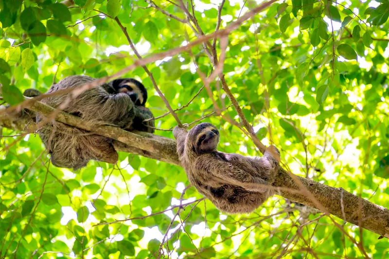 Love sloths? A little space can make a big difference