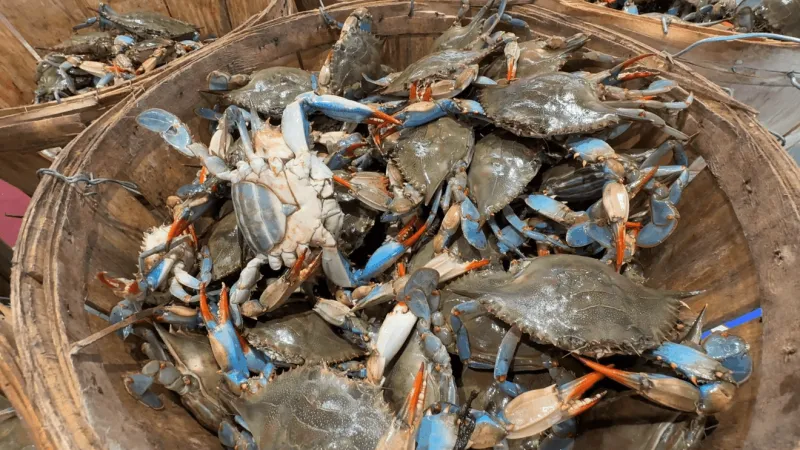 Chesapeake Bay blue crab population rebounds: What it means for summer prices