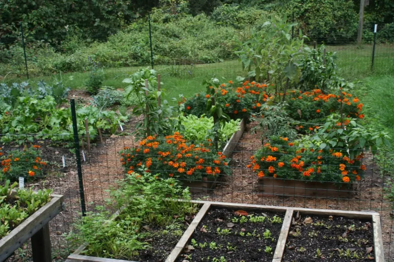 Enhance Biodiversity in Your Vegetable Garden by Planting More Flowers!
