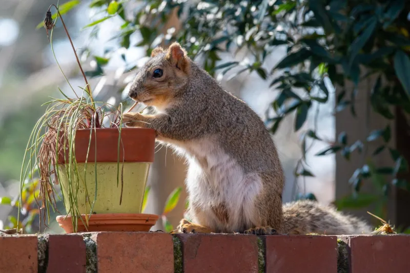 Dealing with Pest Issues in Container Vegetable Gardening