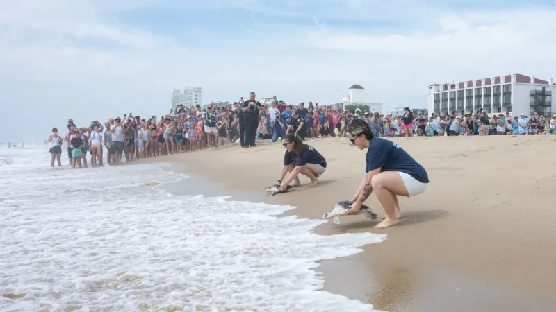 9 rehabilitated sea turtles released in Ocean City after months of National Aquarium care