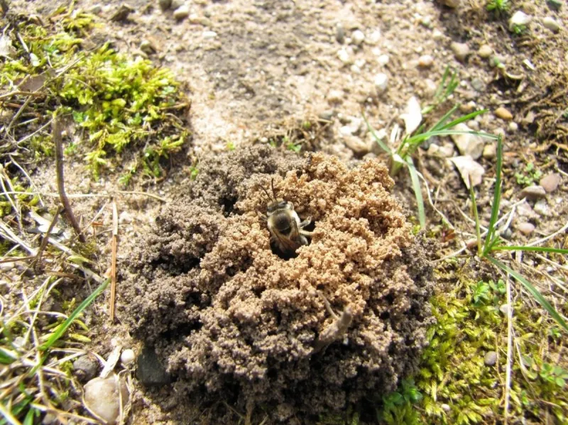 Small but mighty. The amazing ground-nesting bee!