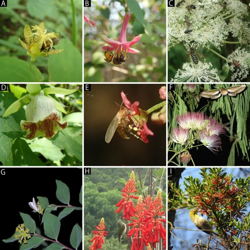 Why don't I see pollinators on my plants?