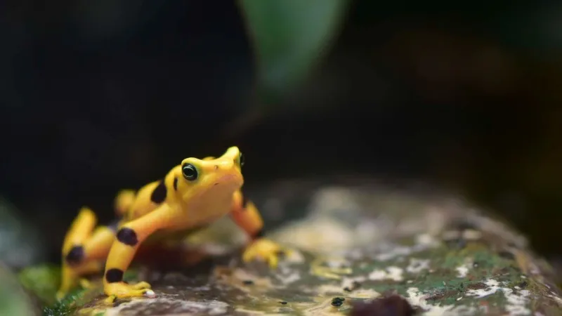MD Zoo: Critically endangered Panamanian golden frogs move closer to return to the wild