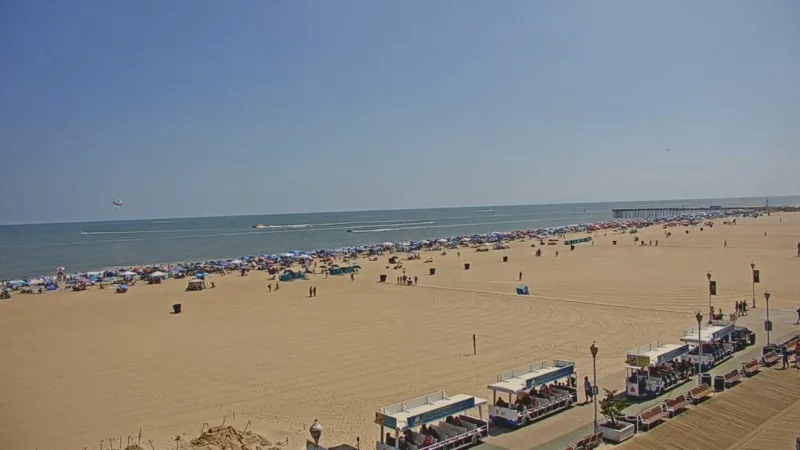 More jellyfish popping up at Ocean City beaches. Here's why
