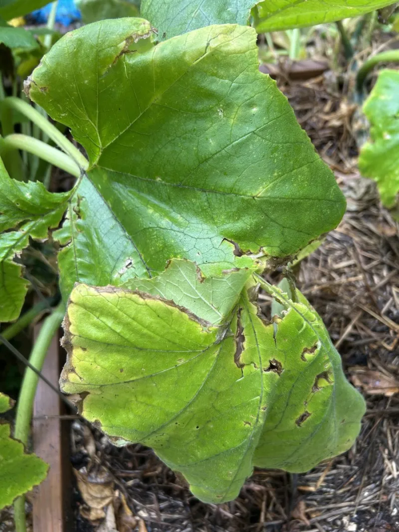 Giving Up On Plants; or, When to Commit Plant Murder