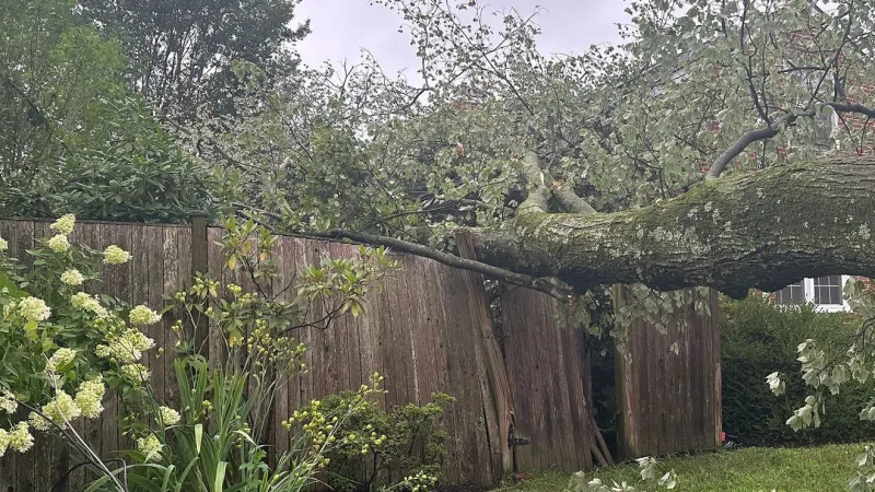 2 displaced after tree falls on Montgomery County home