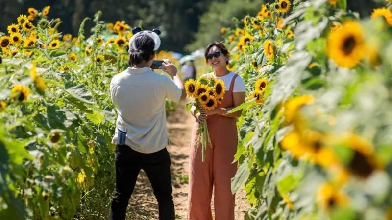 Southern Maryland gears up for annual sunflower festival next month