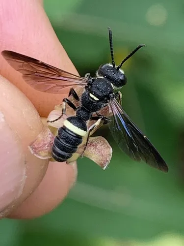 Meet the Smoky-winged Beetle Bandit Wasp (Cerceris fumipennis)