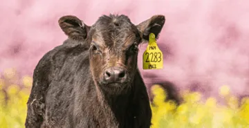 You're Invited to Wye Angus Field Day