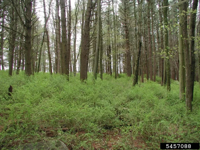 Invasive Ornamentals and Sterile Varieties