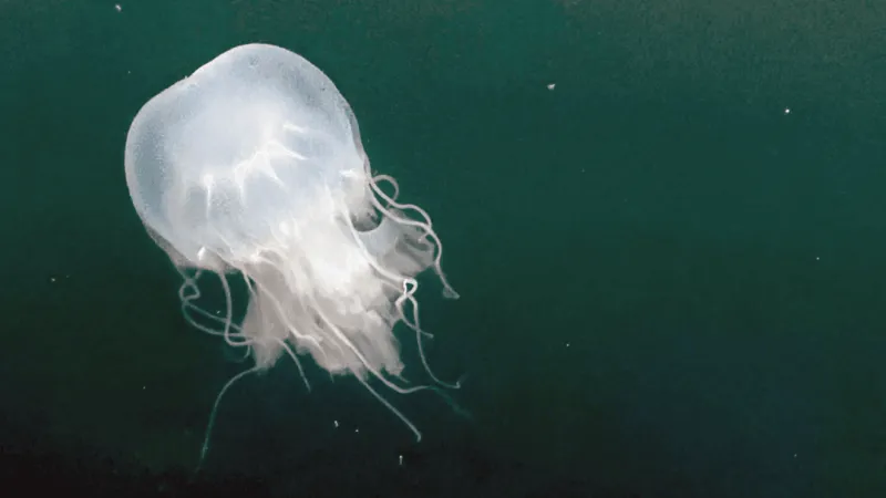 SUN: Ocean City jellyfish appear to be moving on after 'highly unusual' summer