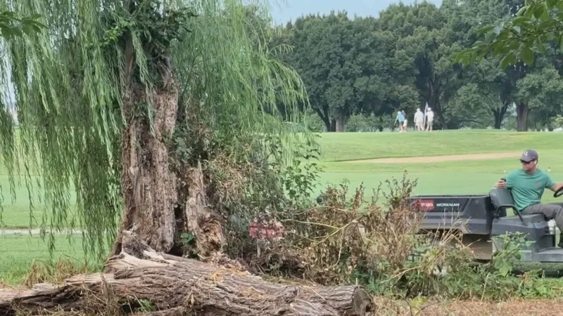 More than 60 trees removed at East Potomac Park: What happens next?