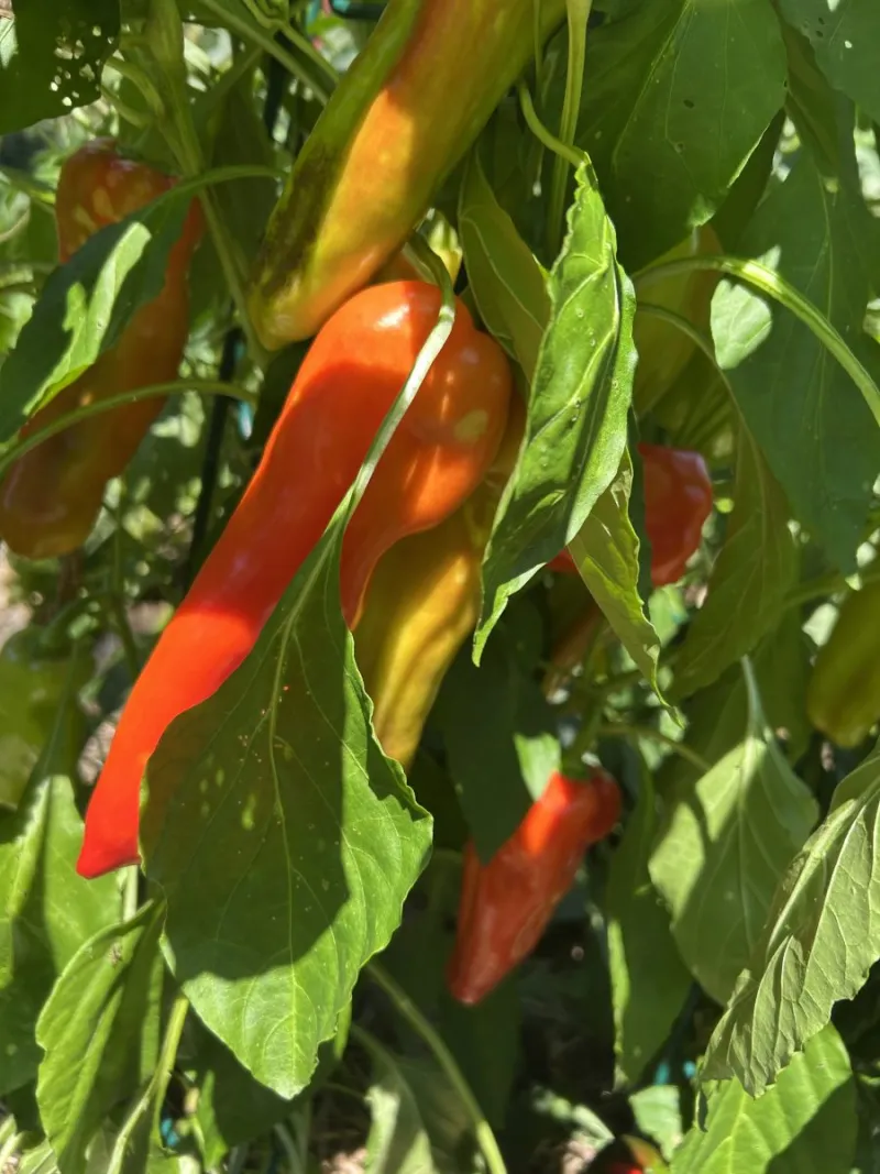 Second Chance Peppers