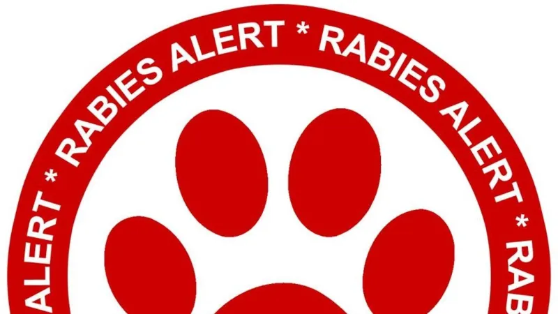 Kitten in Jacksonville tests positive for rabies; one person exposed