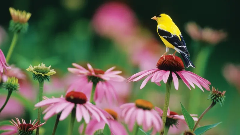 Gardening Tips: Final Feast