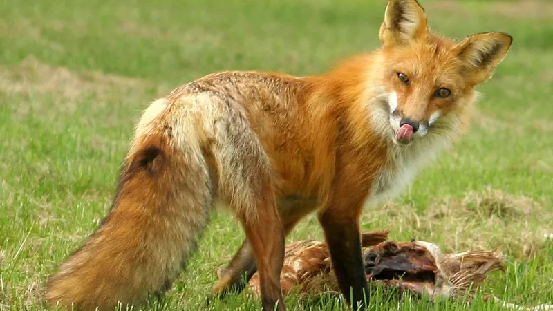 Dead fox found in northwest Baltimore tests positive for rabies: health officials