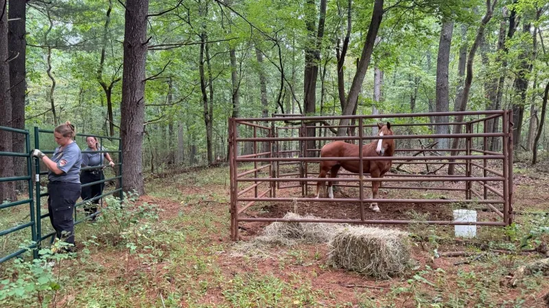 SUN: Loose horse in Liberty Reservoir area captured after weeks on the run