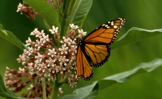 CWH to Hold Monarch Workshop Sept. 26