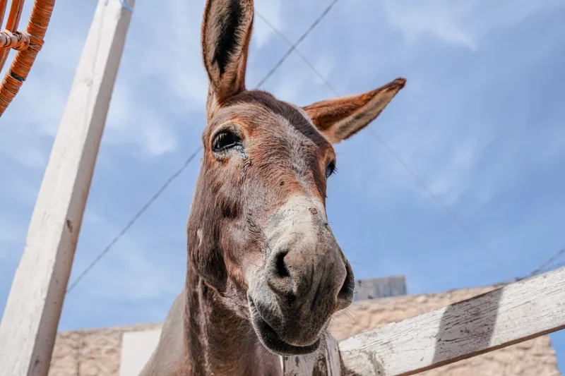 Old Mules & New Tricks