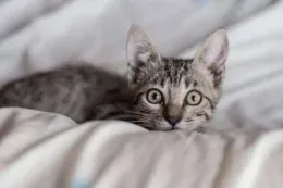 Saving Future Feral Cats: Who We Are