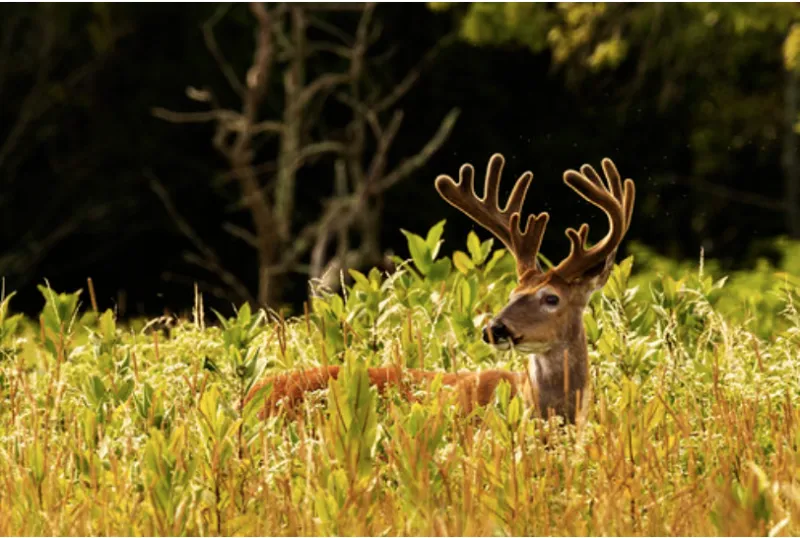 Maryland's 2026-27 Archery Deer Hunting Season Opens September 11