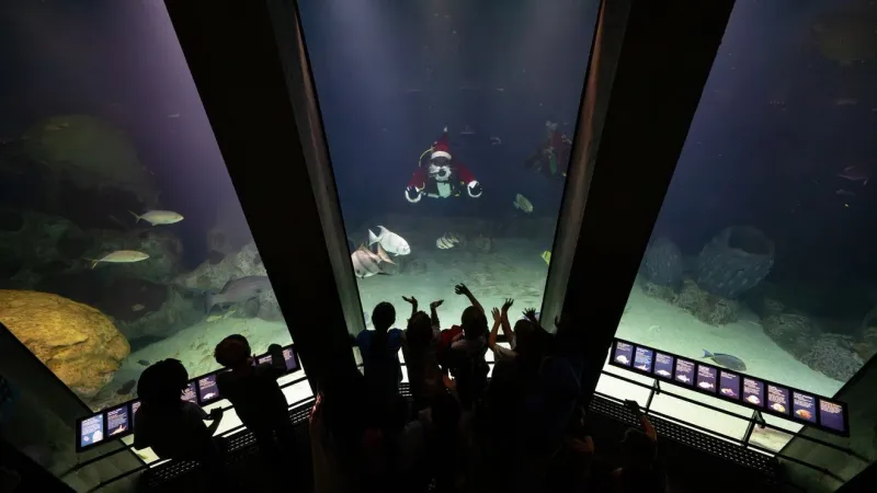National Aquarium announces fall, winter 2026 events, including After Dark and yoga