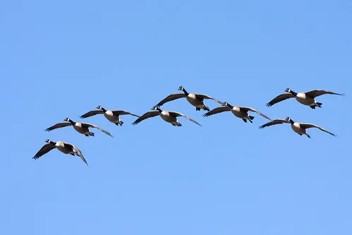 Maryland Migratory Game Bird Hunting Seasons Begin for 2026-2027