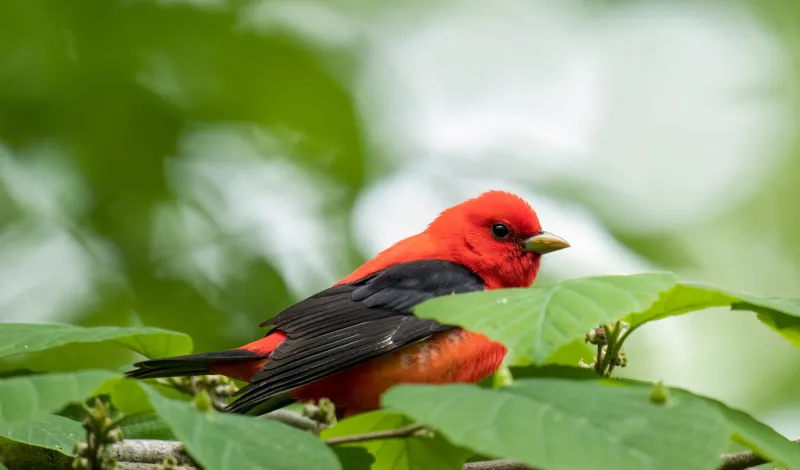 The Goucher Birders