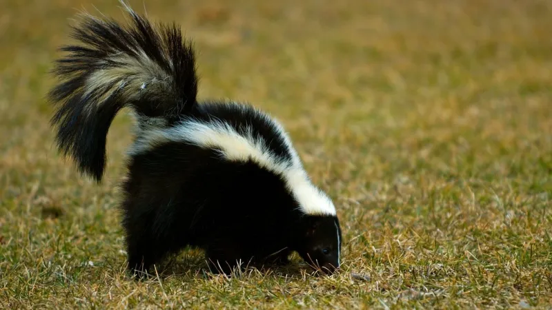 Skunk tests positive for rabies in Charles County