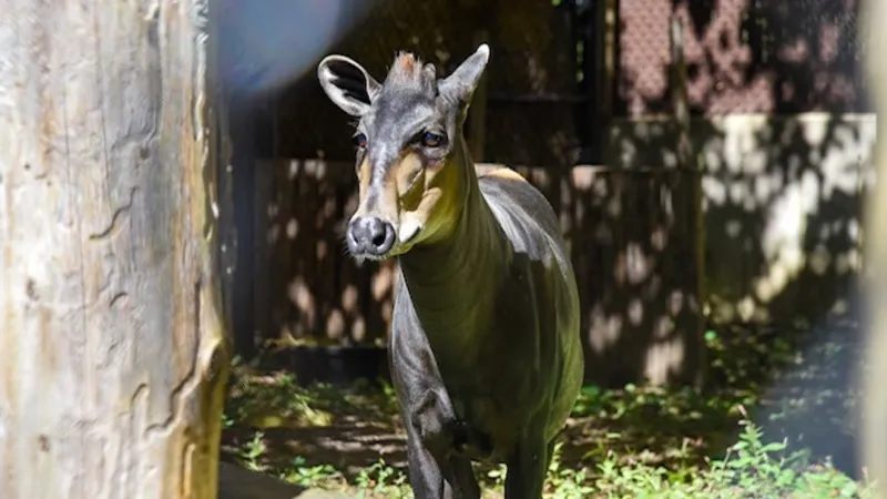 Maryland Zoo welcomes yellow-backed duiker, a brand-new species for visitors