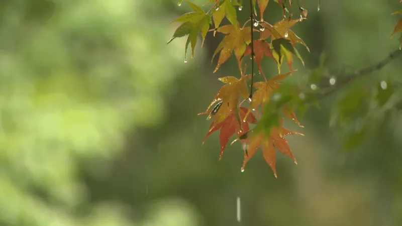 PHOTOS: Remnants of Isaias bring rain to Maryland