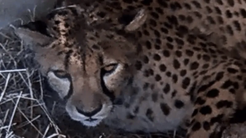 Smithsonian welcomes five cheetah cubs as live camera returns