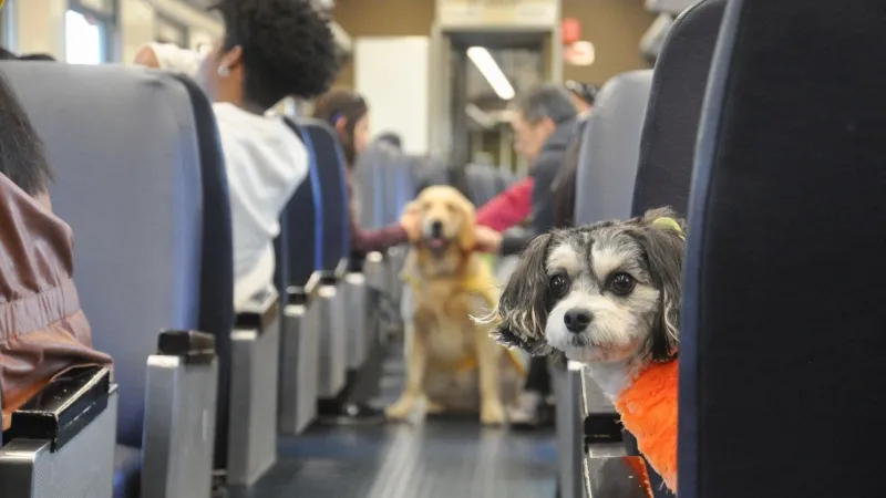 All aboard for pups: Tails on the Rails returns Oct. 25 with 'Yappy Hour', costume contest