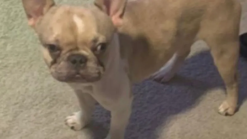 Stolen French bulldog prompts community search in Prince George's County